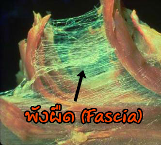 Fascia - พังผืด